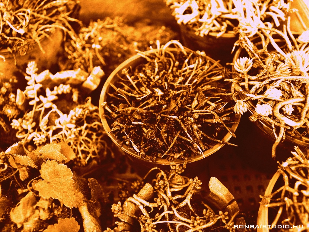 marczika bonsai kerteszet erd hungary bonsai studio